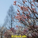_MG_8690 MG 8690 150x150 梅です