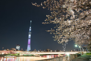 Lightroomで桜夜景を補正してみる