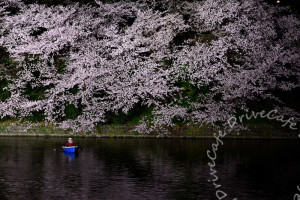 千鳥ヶ淵の桜