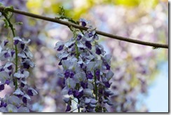 藤の花