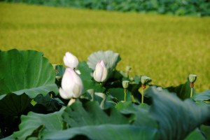 ハスの花の色って?