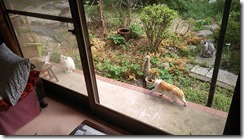 猫の集会