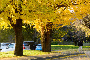 佐倉城址公園