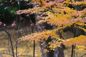 成田山公園