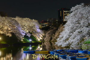 千鳥ヶ淵緑道と靖国神社の桜