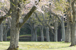 昭和の森、名残の桜