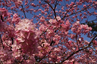 2月に白子町で河津桜