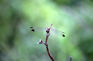 タムロン SP AF 180mm F/35 Di LD Macro