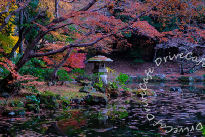 遅すぎた! 成田山公園の紅葉