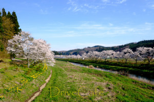 夏井川千本桜