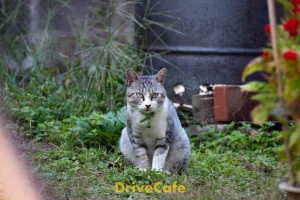 野良猫か? それとも
